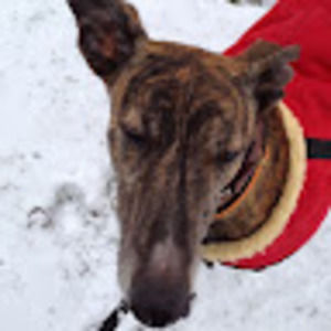 Meet your Posher, Shelly